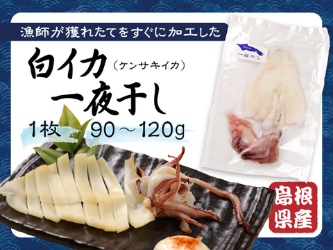 🦑白イカ(ケンサキイカ)の一夜干し3枚セット！島根県沖で獲れた新鮮なイカを港で開いて即干した逸品