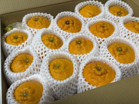 完熟で甘い！静岡県産 不知火（しらぬい／デコ）約4㎏（2L以上の大玉・15～18個　箱込）　〈糖度13～17度〉