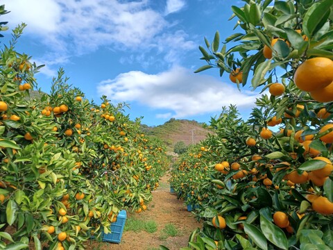 三ヶ日みかん【約9㎏】早生みかん　大玉　2L