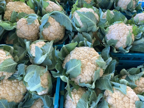 朝採り旬野菜セット(８０サイズ)