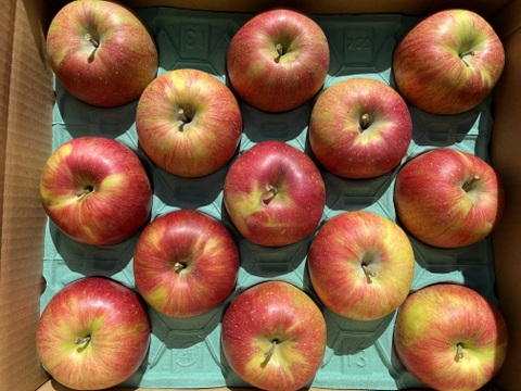 【家庭用】シャキシャキ！ サンふじ 約10kg 信州りんご