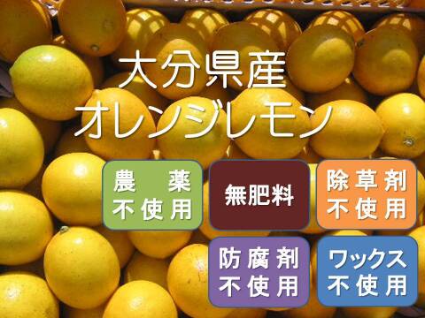 【数量限定】2種の柑橘セット　オレンジレモンと花ゆず　農薬不使用