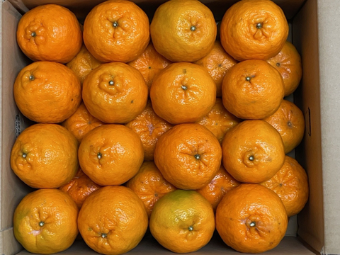 種子島産『ぽんかん』10㎏箱（家庭用/2Lサイズ）