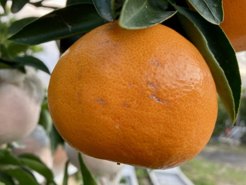 「せとか」ご家庭用　M~2Lサイズ大小混合　2kg（箱込み）