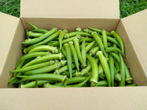 みんなでわけわけ　たっぷり丸オクラ２.５kg