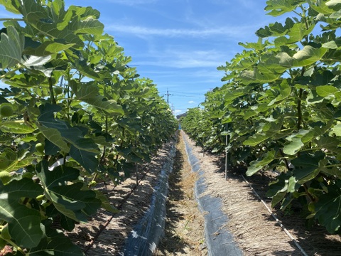 【冷凍/皮むき】城陽産完熟加工用いちじく 2kg