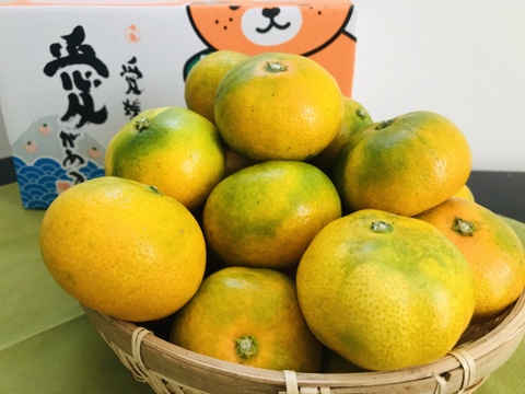 昔懐かしいみかん【極早生みかん】柑橘シーズン最初の品種！ご家庭用(3kg)