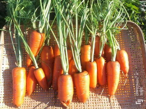 【サイズふぞろい・土付き】雪下ニンジン 2kg【農薬化学肥料不使用】