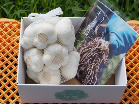 にんにくの概念が変わる!「生にんにく」お試し５玉【数量限定】6月中旬以降お届け