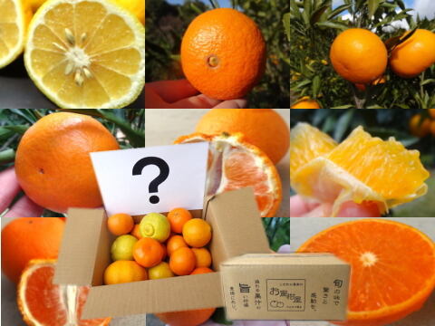 【柑橘食べ比べ】お手頃価格で旬のこだわり柑橘をまるごと楽しむ！４～７種類入り！何の品種が入っているかは「お楽しみかん」 ご家庭用　約2.25kg入　【商品番号】【999】