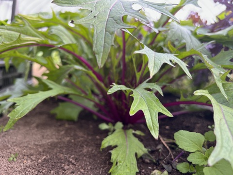 旬の野菜を堪能できる。朝採れ自然栽培野菜とハーブのセット　５～７種類　約３～４kg