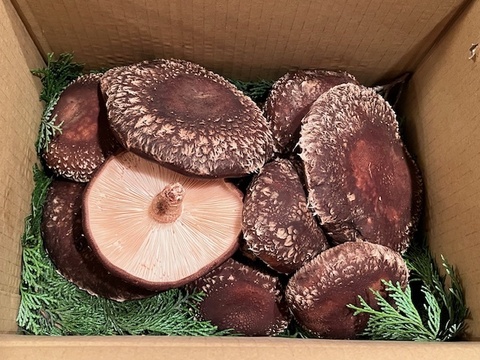 自然林の中で育てた原木椎茸（森育ち）味・風味・触感抜群（１㎏）自然の気候条件による菌の発生の為、採れ次第の順次発送になります