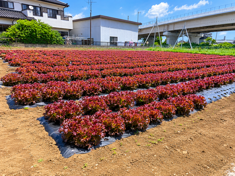 【朝採れ発送】赤紫がきれいなサニーレタス 3株 約900g｜茨城県境町産｜農薬・除草剤：栽培期間中不使用