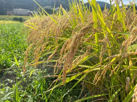 栃の実とよもぎ草の２種類の丸餅を食べ比べセット(栃餅、草餅 各種真空包装５個入り２袋ずつ２０個)