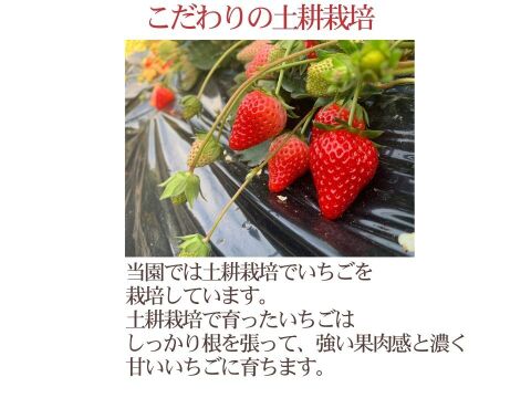 【食べ比べ】600g以上食べ比べセット！人気品種「紅ほっぺ」300g+静岡限定品種「きらぴ香」300g or 希少品種「おいCベリー」300gのどちらかのランダムパック!