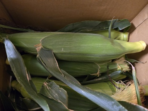 安西農園の生で美味しいトウモロコシ味来