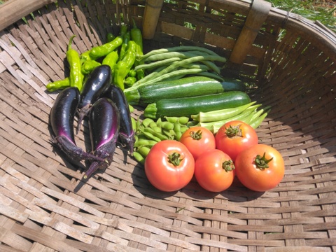 自然農園の健康やさい！　夏野菜珠玉の6品セット