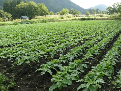 秋田名産いぶりがっこ　スライス