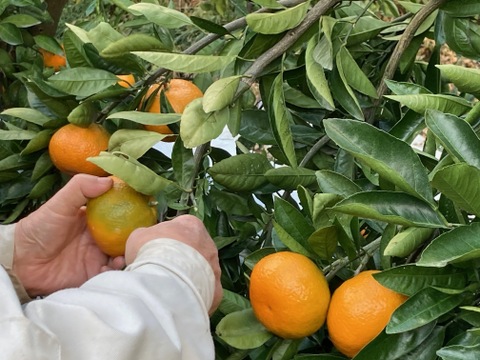 佐賀県産　高糖度登録園みかん！5ｋｇ