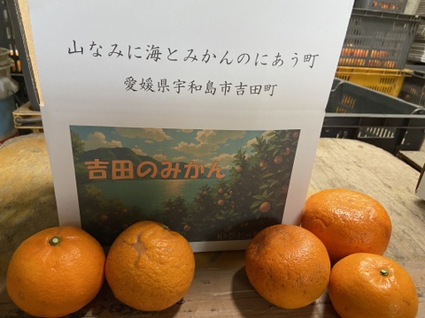 糖度１３度以上！柑橘の王様せとか【家庭用】２．５ｋｇ