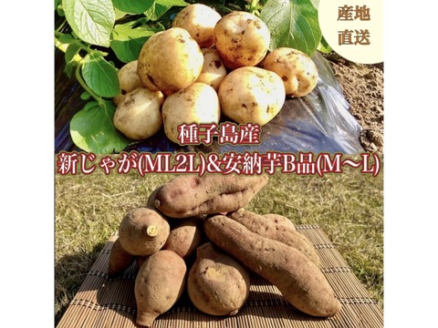 【期間限定】種子島産 新じゃが(M・L・2L)＆熟成安納芋B品(M〜Lサイズ)｜合計 2kg 旬の味わいセット🍠🥔