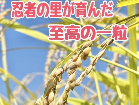 伊賀コシヒカリ 令和7年産 白米5kg(箱込み)  ～忍者の里が育んだ至高の一粒～
