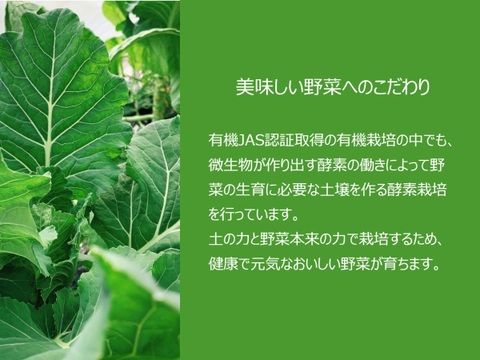 有機JAS認証取得『有機ケールパウダー 50g』 野菜 パウダー オーガニック 農薬無散布 無添加 有機JAS認証取得