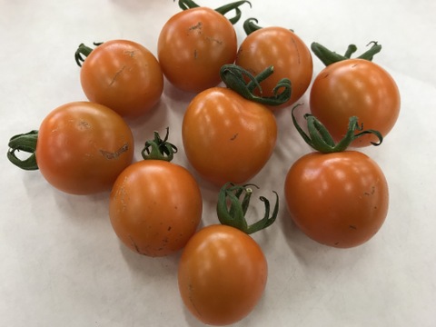 《訳アリお買い得》カラフルミニトマト(1.3㎏)