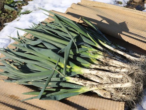 【随時発送】佐渡島の泥付きネギ 2.5kg！訳ありお徳用（曲がり・葉かれ・サイズ不揃い）ご近所でシェア！