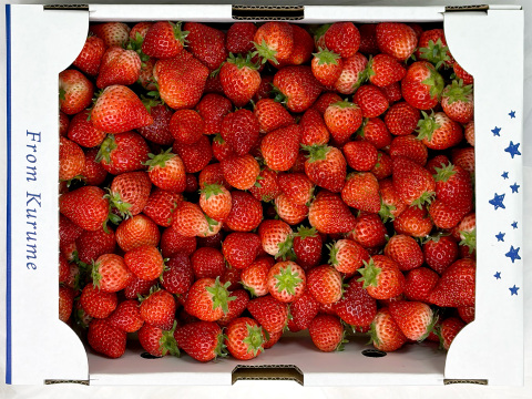 【たっぷり使える】訳ありよつぼし２kg｜ジャム・スムージー加工用に