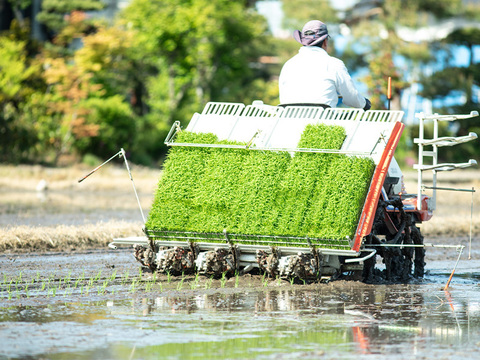 【定期便】2ヶ月１回の計６回配送！4.8kg×６（定期便12ヶ月） - 2024年 新潟県保内産コシヒカリ1等