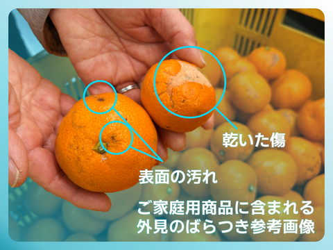 本物をお得に！ 木成り完熟🍊ご家庭用 有田みかん【大玉・10kg箱】