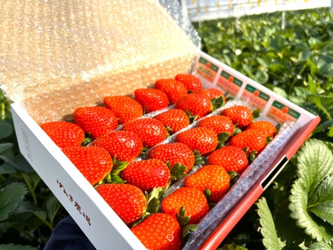 【赤い贅沢いちご】お家でいちご食べ比べ♪800g　佐賀県基山町産