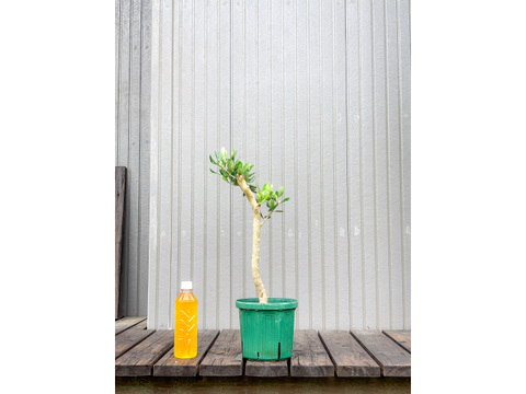 オリーブ 鉢植え ラキーノ｜育てやすい シンボルツリー・盆栽にも最適　4