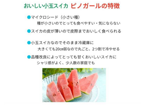 尾花沢小玉スイカ甘い ピノガール  2~3L 2玉 5~6kg 山形産