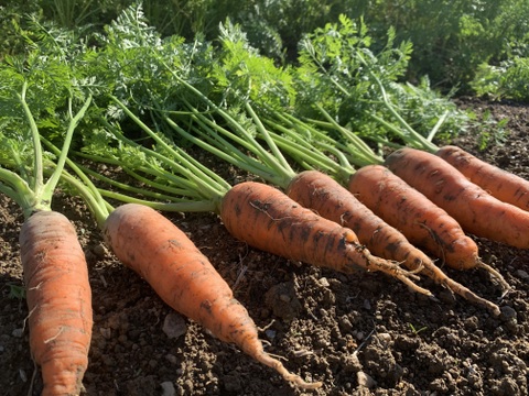 【自然農】ももタケ『季節の野菜セット』肥料・農薬不使用、天地の恵み・露路栽培※少量多品目生産のため数量に限りがあります