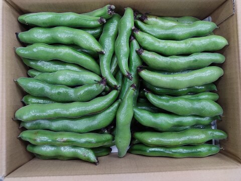 2025年　空豆　注文を受けてから収穫　3キロ＋α