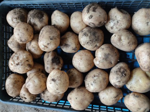 🥔採れたて新ジャガ✨農薬・化学肥料不使用「ニシユタカ」3kg　Mサイズ🥔