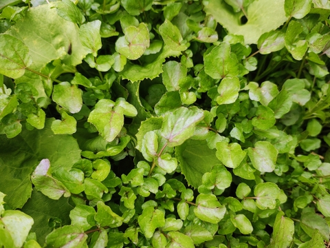 妙高の自然が育てた貴重な自生クレソン 100グラム