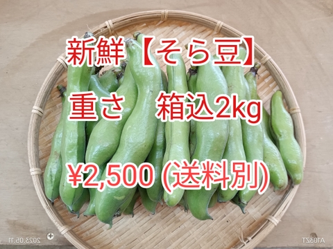 新鮮【そら豆】『甘くてふっくら柔らか』有機堆肥たっぷり　発送当日収穫　正味約1.8kg(箱込み約２kg）