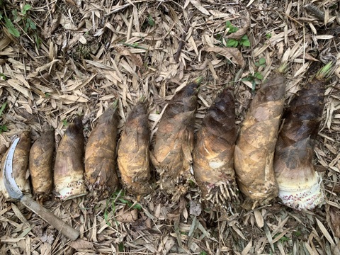 【和歌山産】天然たけのこ 孟宗筍 2.5kg以上 朝採り 当日発送 翌日お届け 肥料・農薬不使用