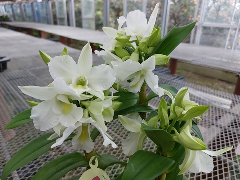 かわいい贈り物  夏の蘭 5号サイズ鉢 ～おまけつき～