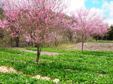 【2026年優先予約】！初物を優先発送(4月中旬)！太い行者にんにく500g　「やわらか若葉」幻の山菜