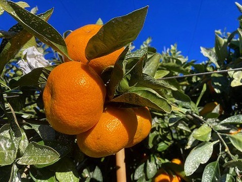 甘い青島みかん　10㎏　静岡県から産地直送