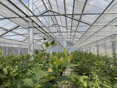 ✿冷凍ブルーベリー✿ ユーリカ中粒500g 　❃2025年度収穫❃農薬不使用