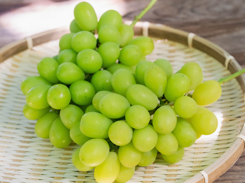 お盆シーズンの贈り物に！『岡山県産ぶどう』シャインマスカット 1.5キロ以上お入れ致します