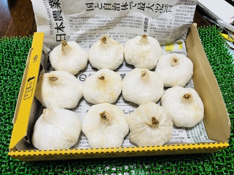 ニンニク令和7年産　横浜市内産☆生産中農薬不使用品「約6㎝〜10個前後800g」メール便360円
