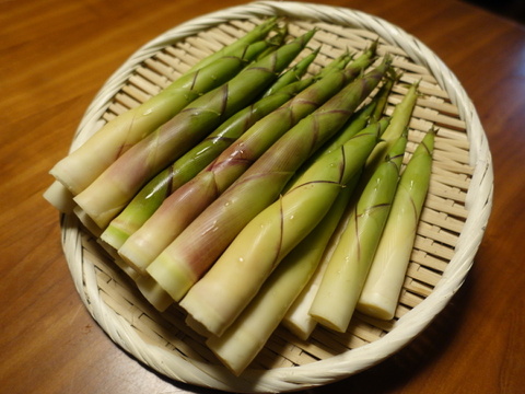 【2024年度分、予約受付中‼️】北海道の山菜、北海道産の天然根曲りたけのこ3kg