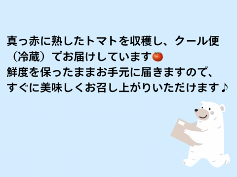 【クール便】【とまほっぺ】フルティカトマト 4kg｜愛媛・久万高原直送