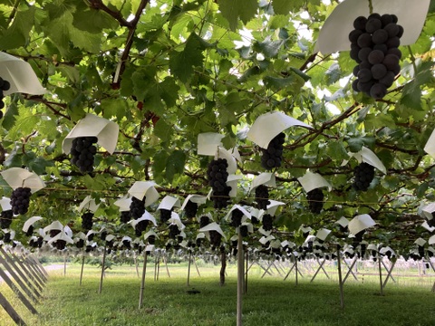 食べチョク登録記念　
山梨県産ピオーネ約1㎏~1.2kg　【ご家庭用】